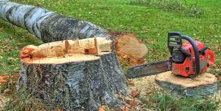 How Our Tree Care Process Works  in  Fayette, OH