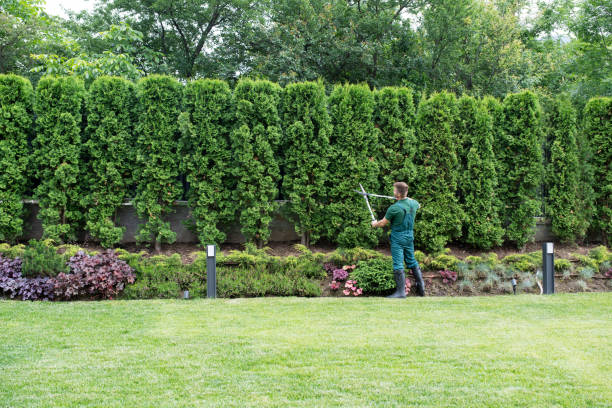 Best Stump Grinding and Removal  in Fayette, OH