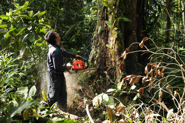 Professional Tree Services in Fayette, OH