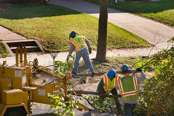 Best Emergency Tree Removal  in Fayette, OH