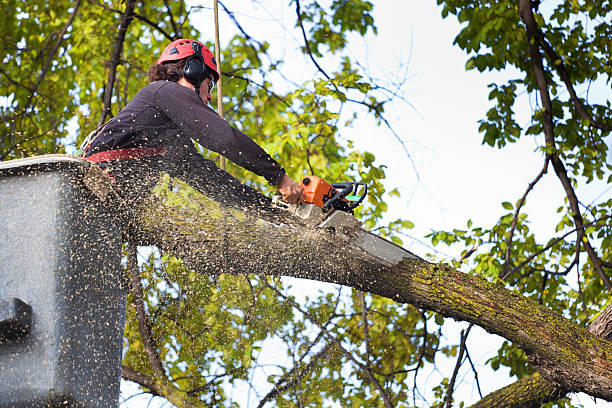 Best Commercial Tree Services  in Fayette, OH
