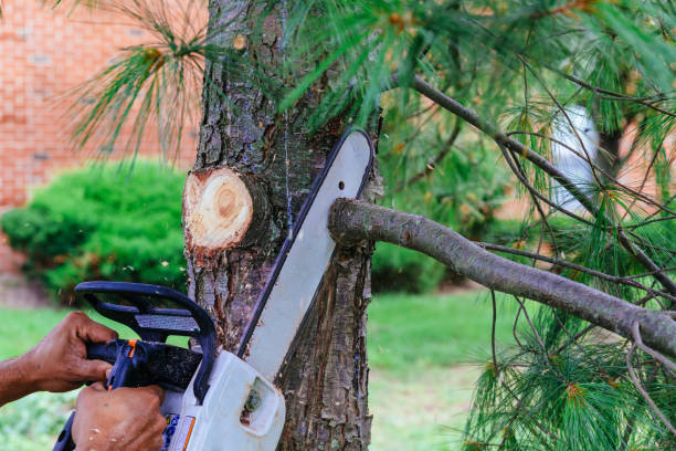 Best Tree Risk Assessment  in Fayette, OH